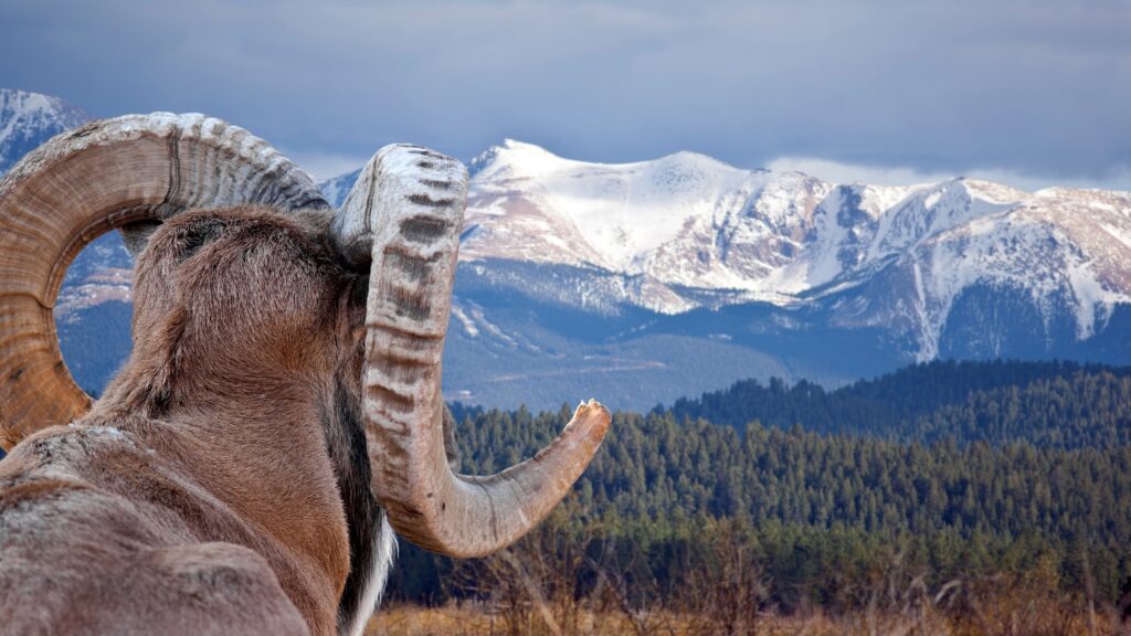 A majestic ram with massive horns stands proudly before a breathtaking mountain range. Witness the grandeur of Mountain Goat Vs Bighorn Sheep.