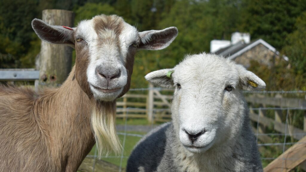 Sheep Milk Vs Goat Milk: A comparison of sheep and goat milk, highlighting their differences and benefits.