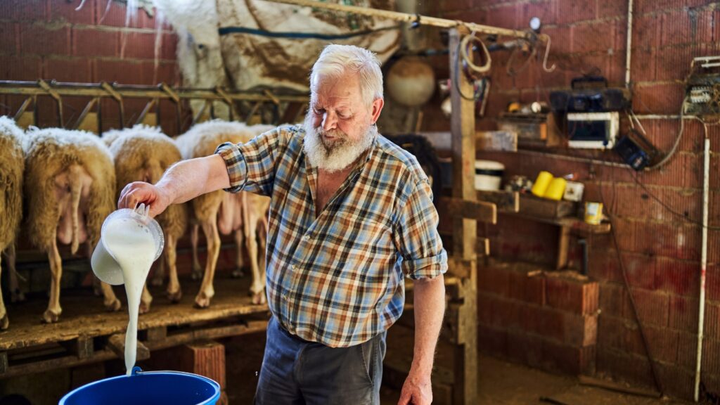 An older man pouring milk into a bucket, Does Sheep Milk Have Lactose