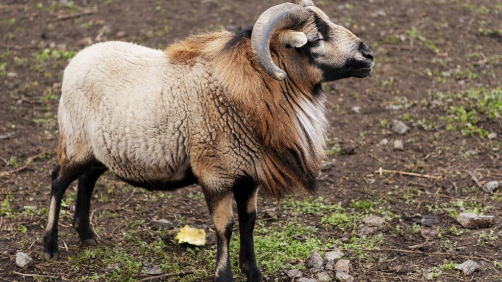 A bighorn sheep standing in a grassy field with rocks.