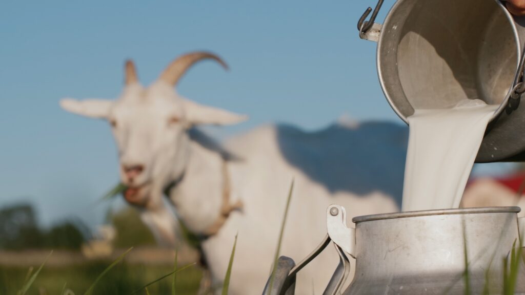 A person pouring milk into a metal jug.