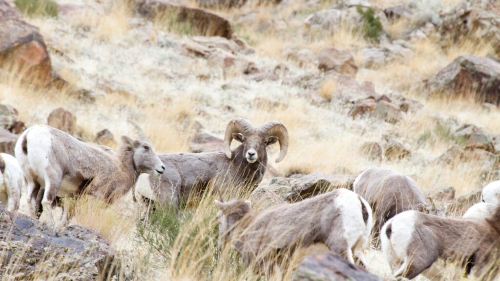 A flock of wild sheep grazing on a rocky hillside, showcasing their natural habitat and harmonious coexistence with the environment.