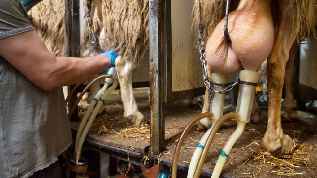 milking sheep at the dairy farm