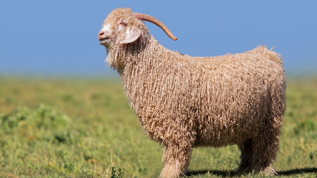 Angora goat standing