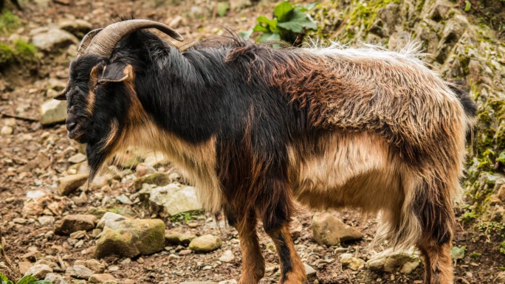 Arapawa goat standing