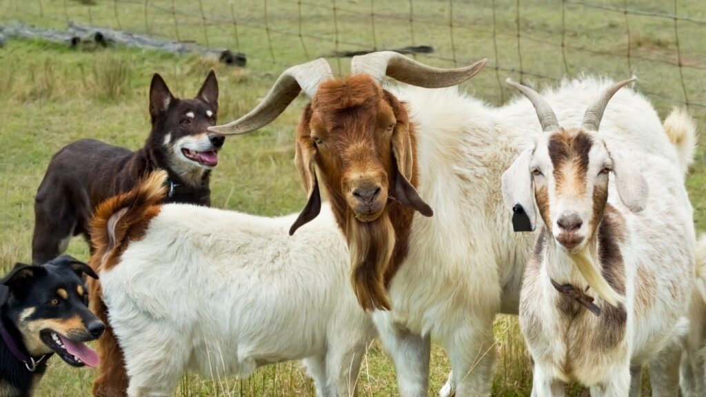 Australian Rangeland goats with working dogs kelpies