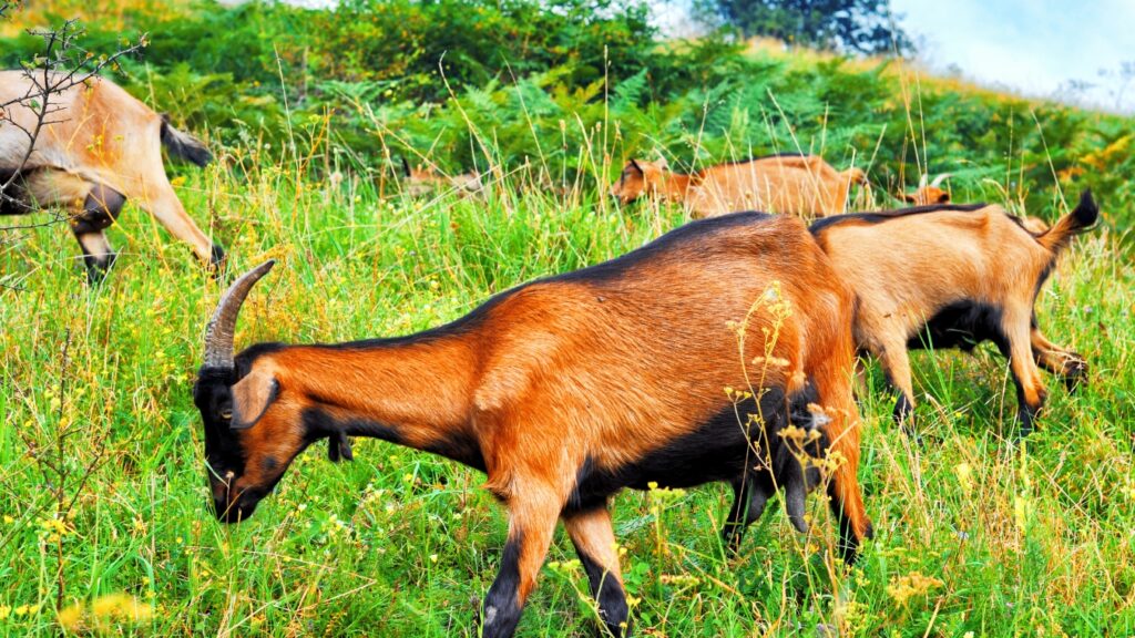 Brown alpine goat with bell eating grass