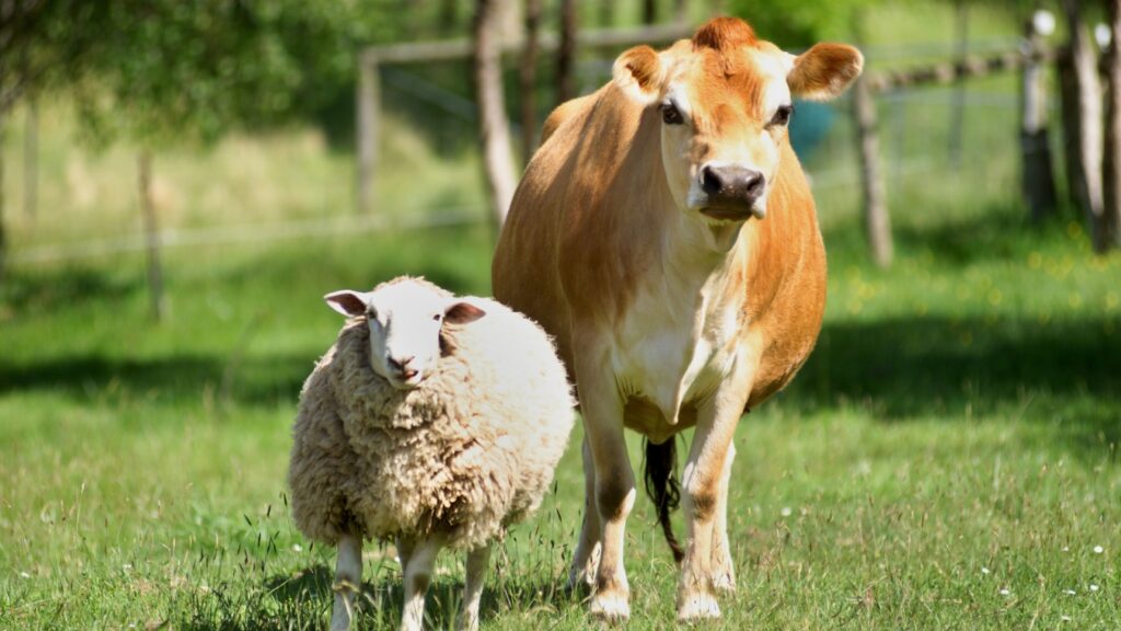 A cow and a sheep peacefully standing in a beautiful field