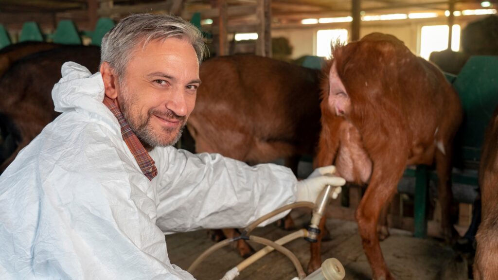 Farmer Milking Goats at Goat Dairy Farm - Goat Farming