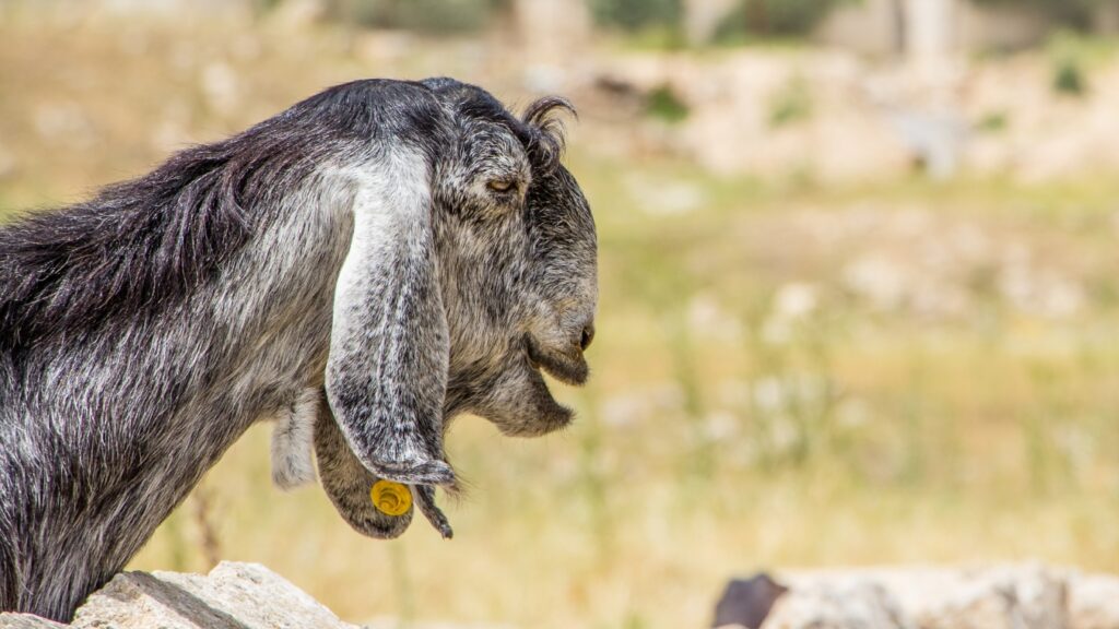 Funny Looking Damascus Goat in Jordan