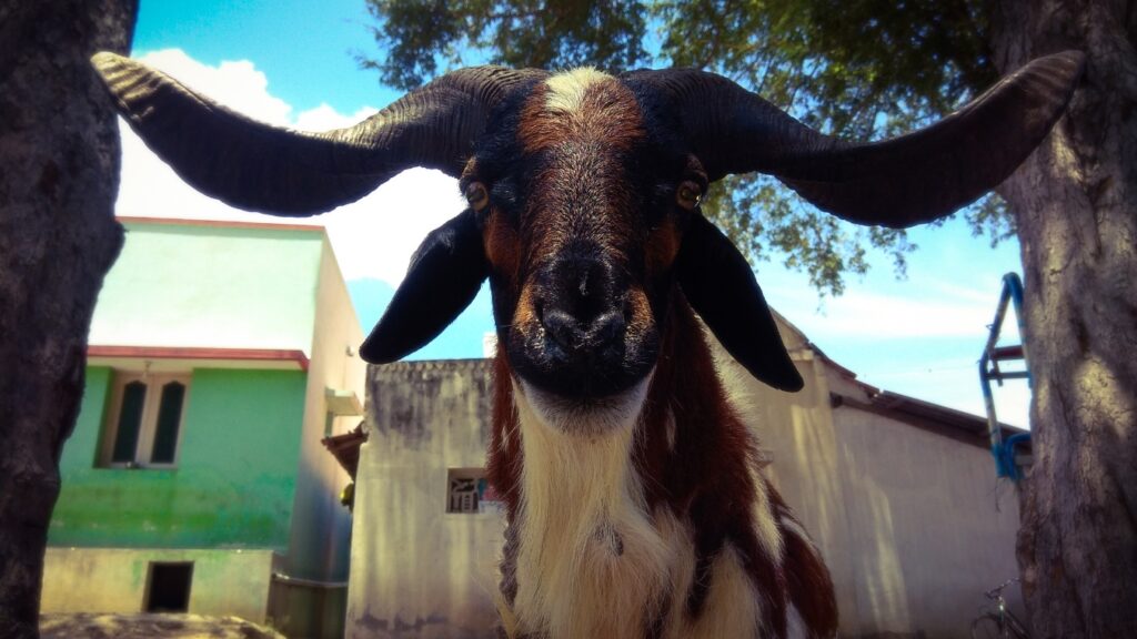 Madurai goat