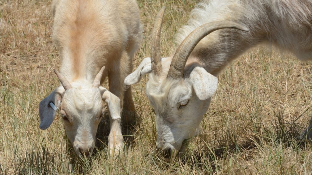 Mother and baby kid kiko goats