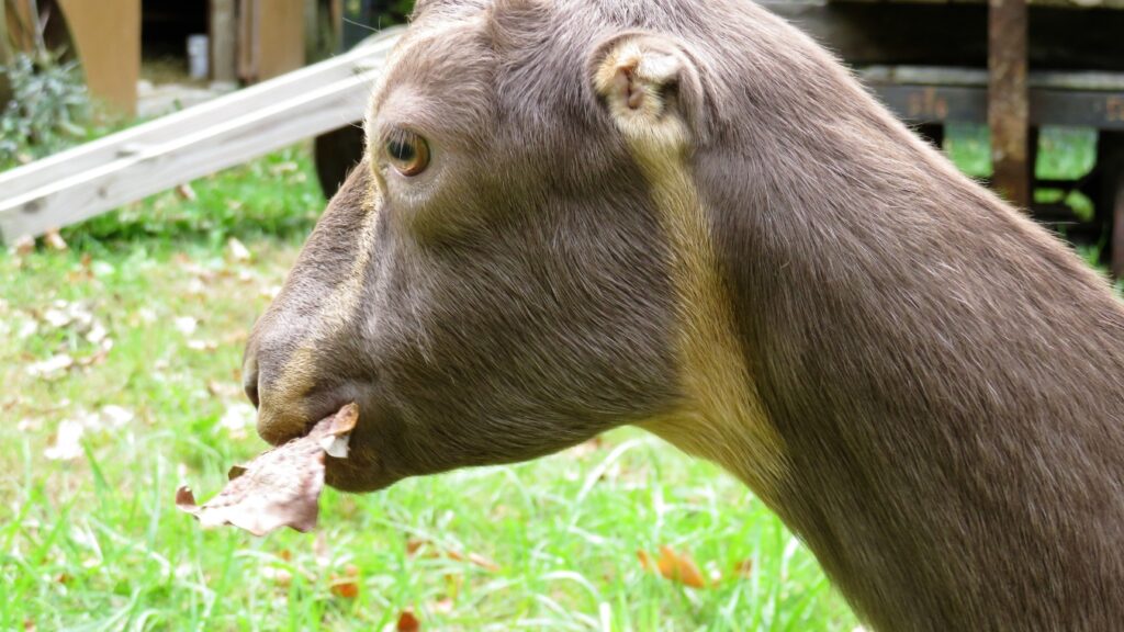 Munching LaMancha goat