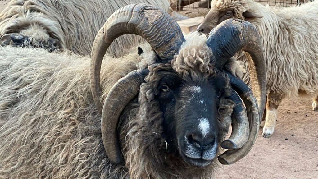 Navajo-Churro Sheep