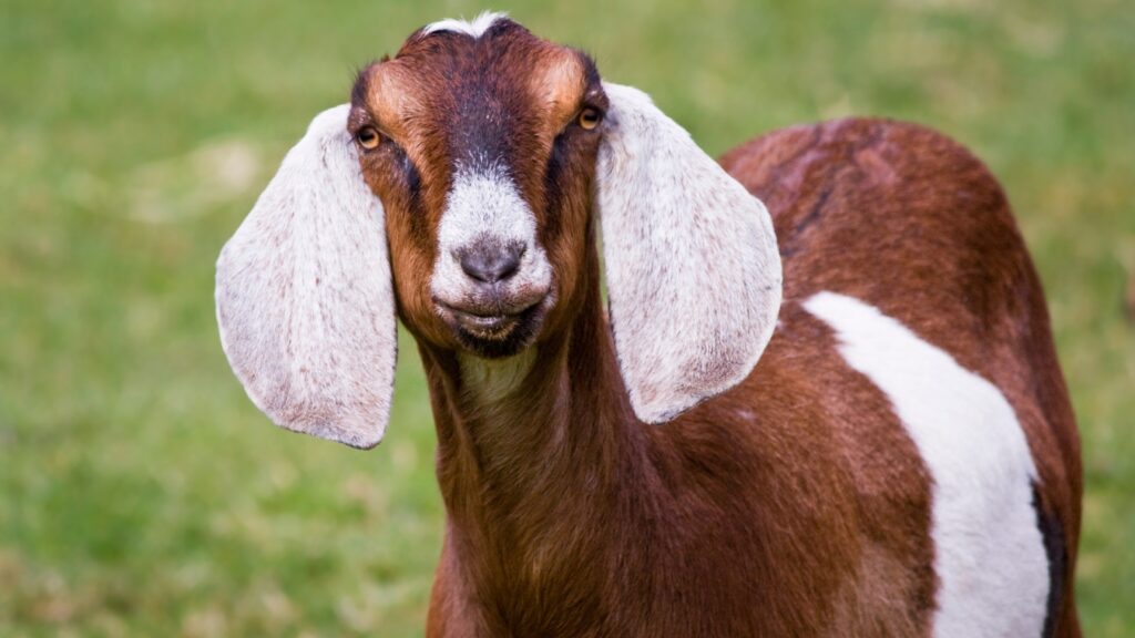 Nubian goats standing