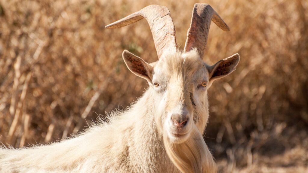 Saanen Billy Goat sitting