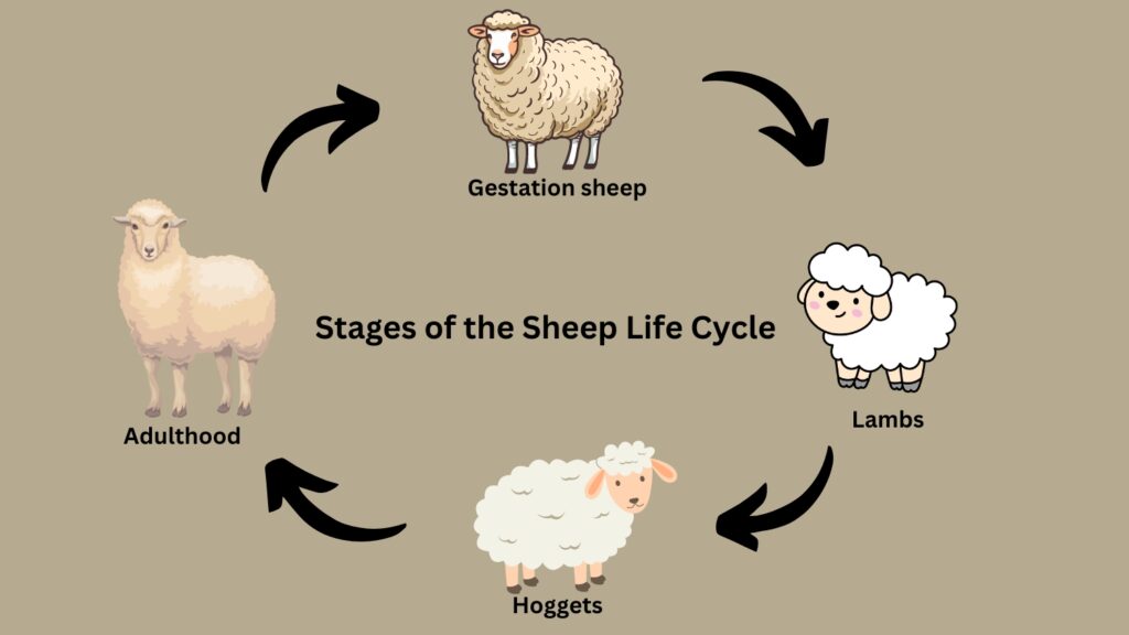 Stages of the Sheep Life Cycle