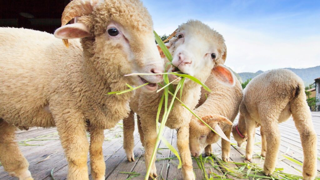 feeding sheep in livestock farm