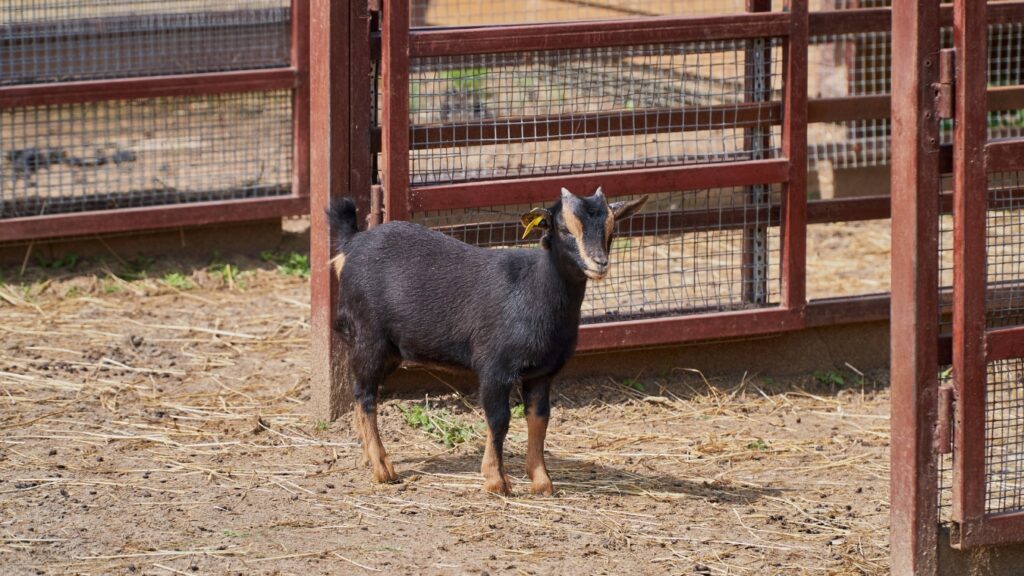 black nigerian dwarf goat