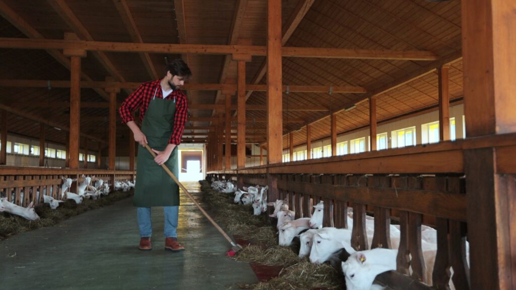 worker cleaning and feeding goats. eco-friendly goat farming