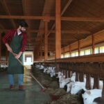 worker cleaning and feeding goats. eco-friendly goat farming