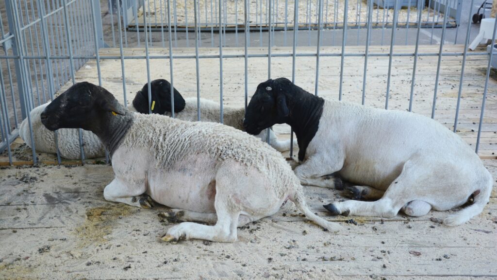 3 black head Dorper sheeps sitting