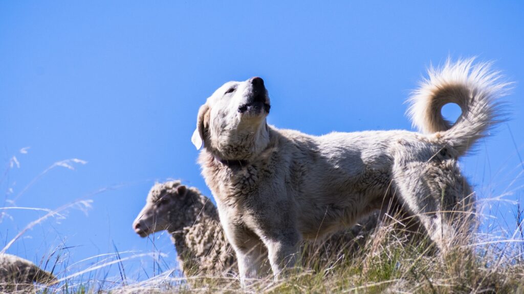 Akbash dog, a breed of shepherd dog guarding a sheep herd