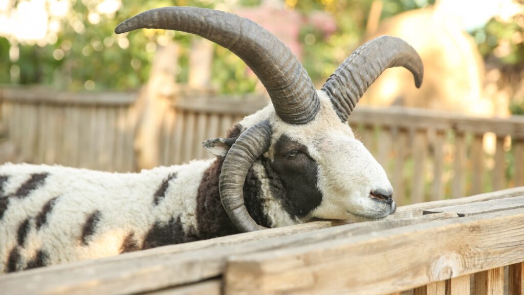 Beautiful Manx Loaghtan Sheep in Yard. Farm Animal