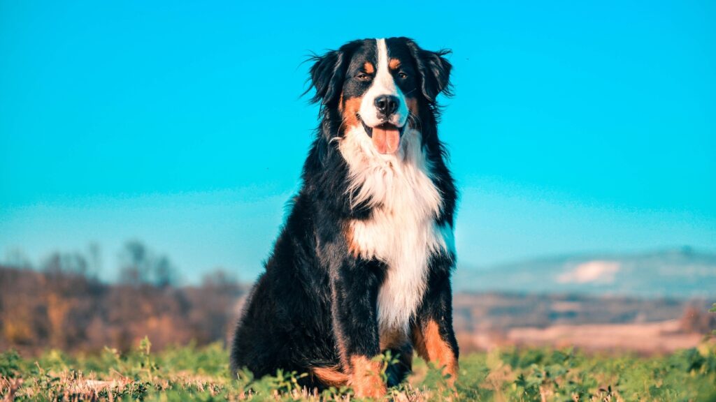 Bernese mountain dog