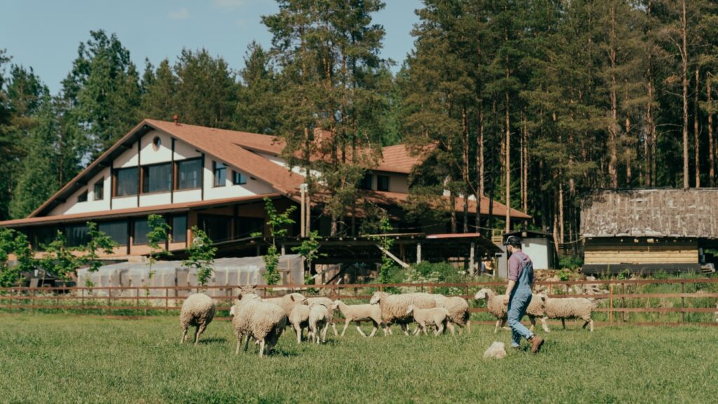 Best Sheep for Homesteading on Green Grass Field