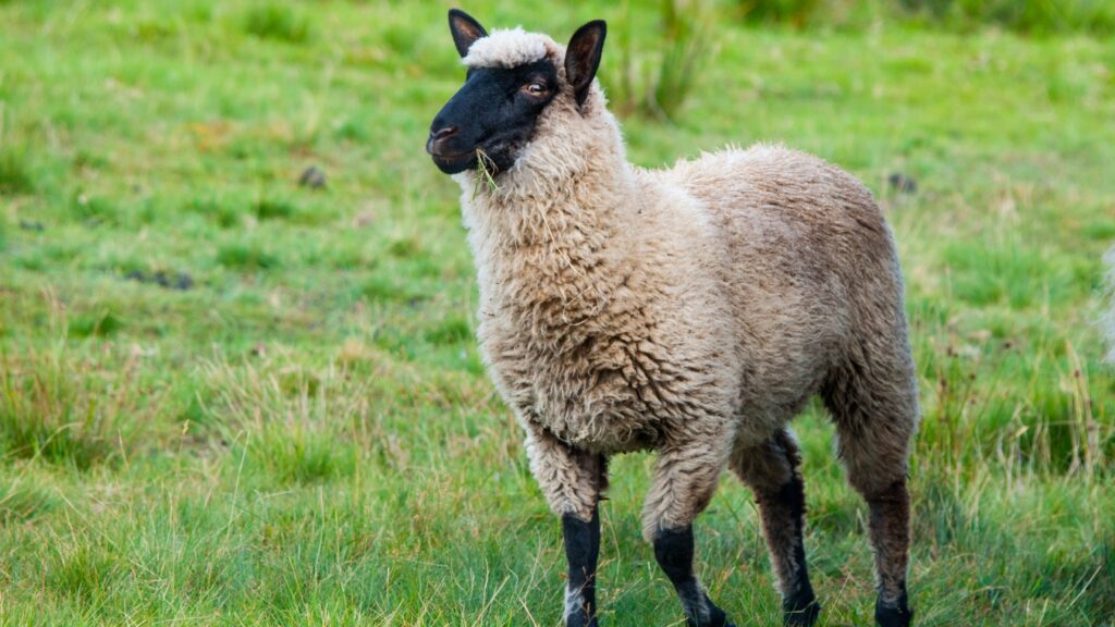 Black-Faced Suffolk Sheep on Pasture