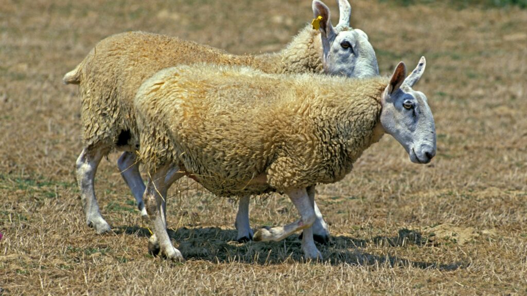 Border Leicester Sheep, Adults