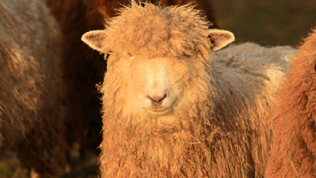 Cotswold sheep