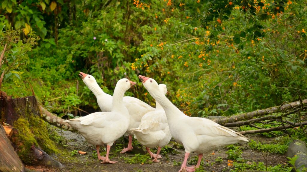 Domestic Guard Geese On Patrol