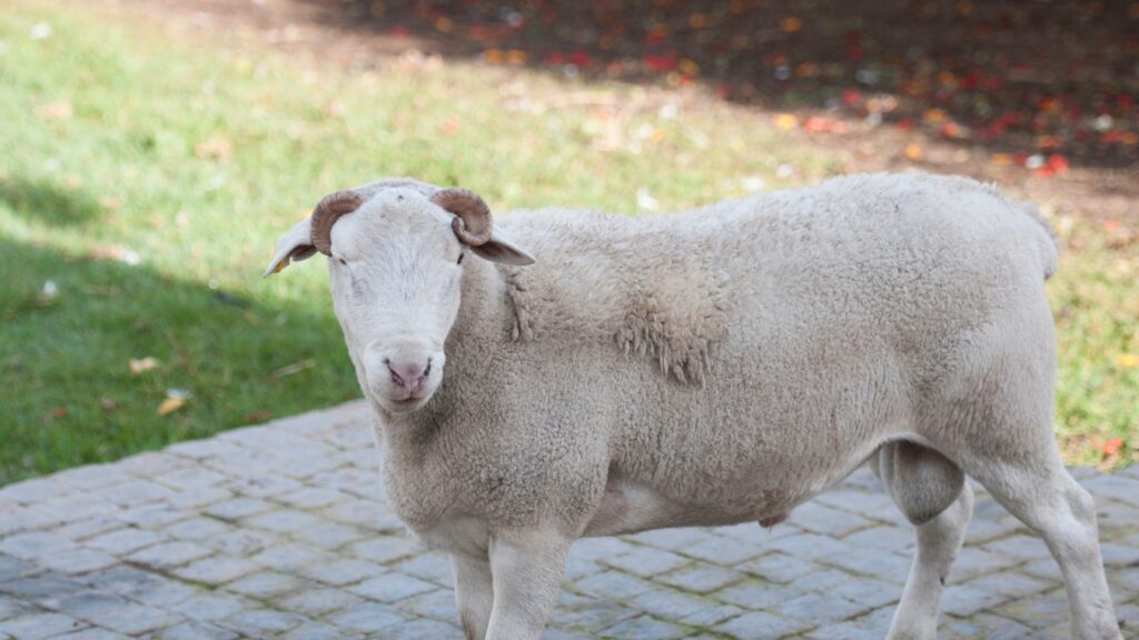 Dorper white headed ram looking at camera