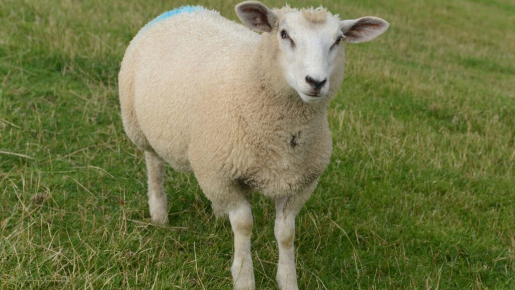 East Friesian Sheep Milk Producing Sheep Breeds standing