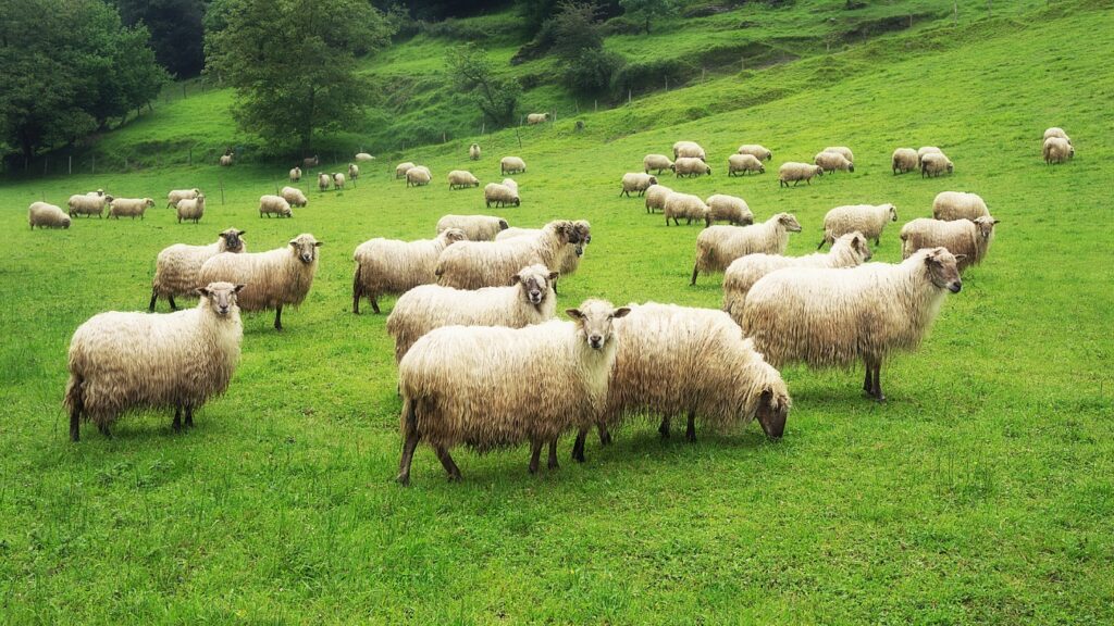 Flock of Sheep grazing Best Grass for Sheep