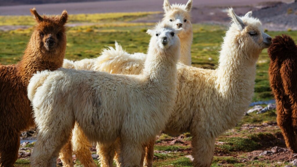 Guard Llamas standing on a mountain ridge