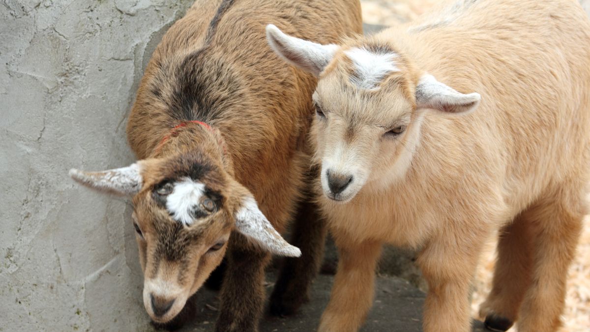 How Big Does A Pygmy Goat Get: Size And Growth - Sheep & Goat