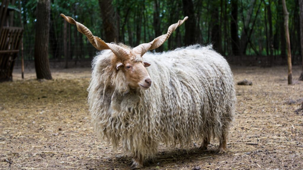 Hungarian Racka Sheep standing