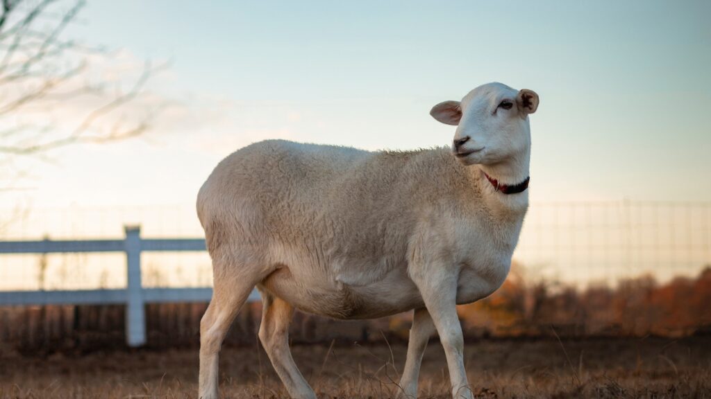 Katahdin sheep on a pasture at sunset