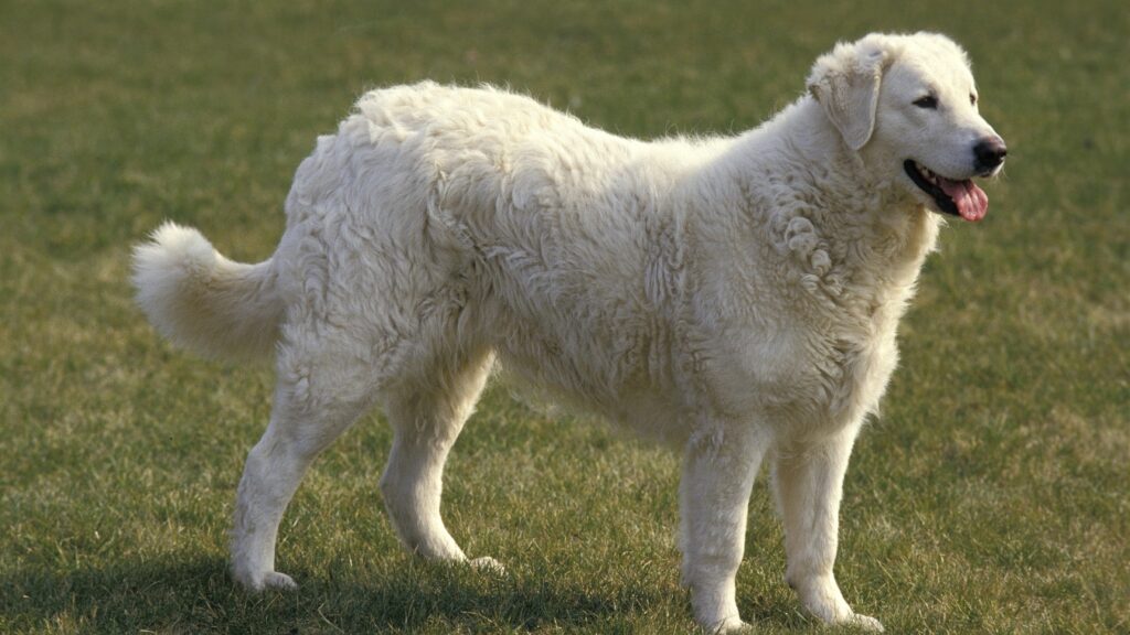 Kuvasz Dog Adult