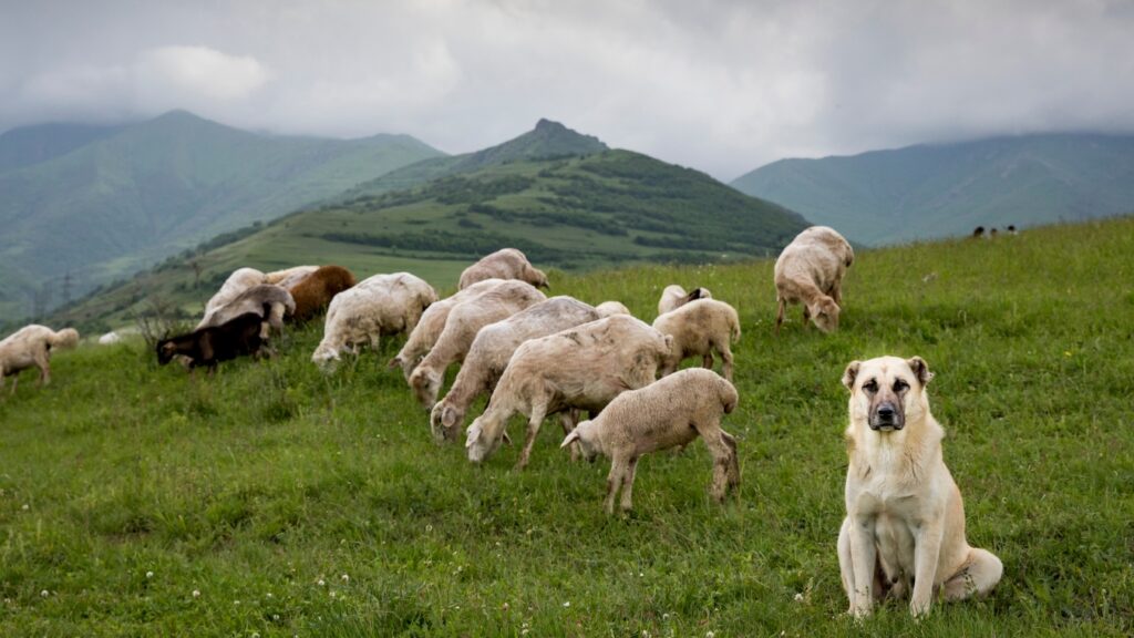 Livestock Guardian Dogs Anatolian Shepherd guarding sheeps