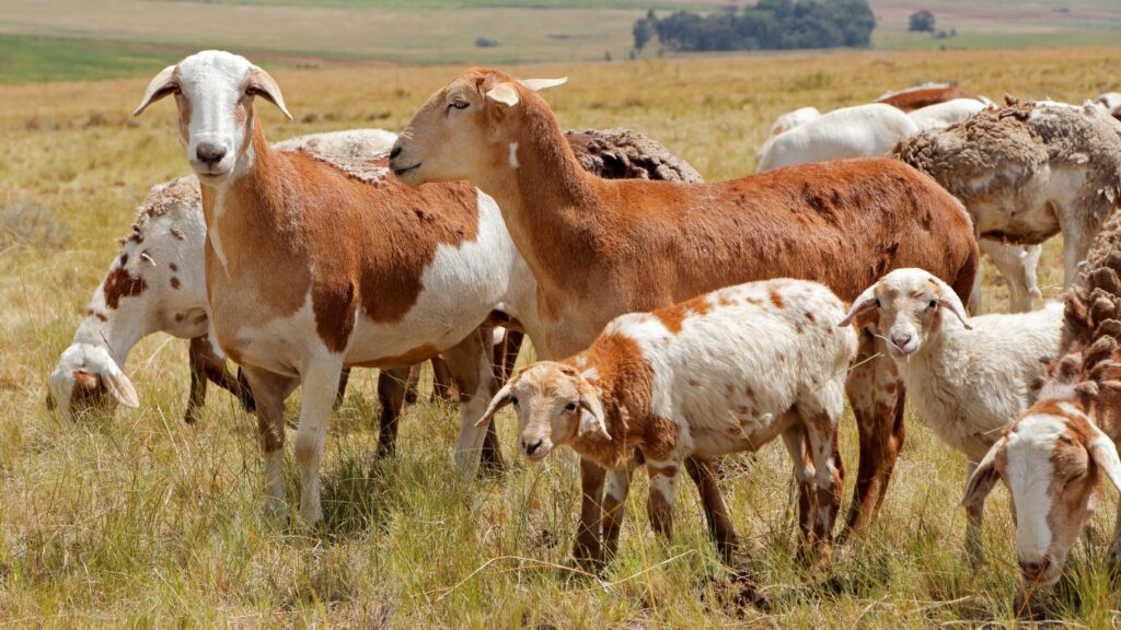 Meatmaster Sheep on Rural Farm South African Sheep Breeds