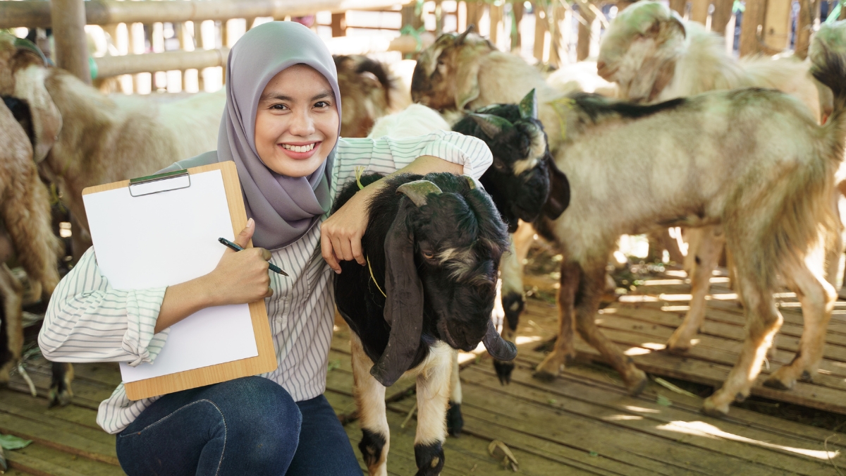 Benefits Of Using Mineral Supplements For Sheep And Goats? Sheep & Goat