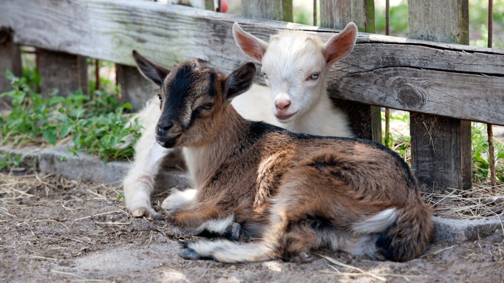 Nigerian Dwarf Goats Kids