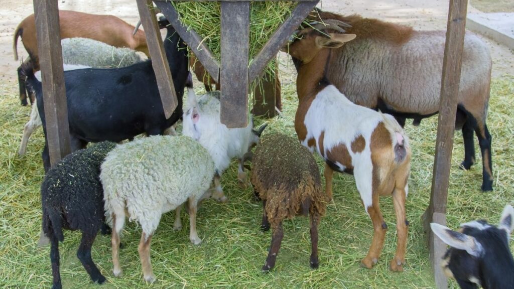 Plants For Hydroponic Sheep And Goat Feed