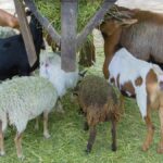 Plants For Hydroponic Sheep And Goat Feed