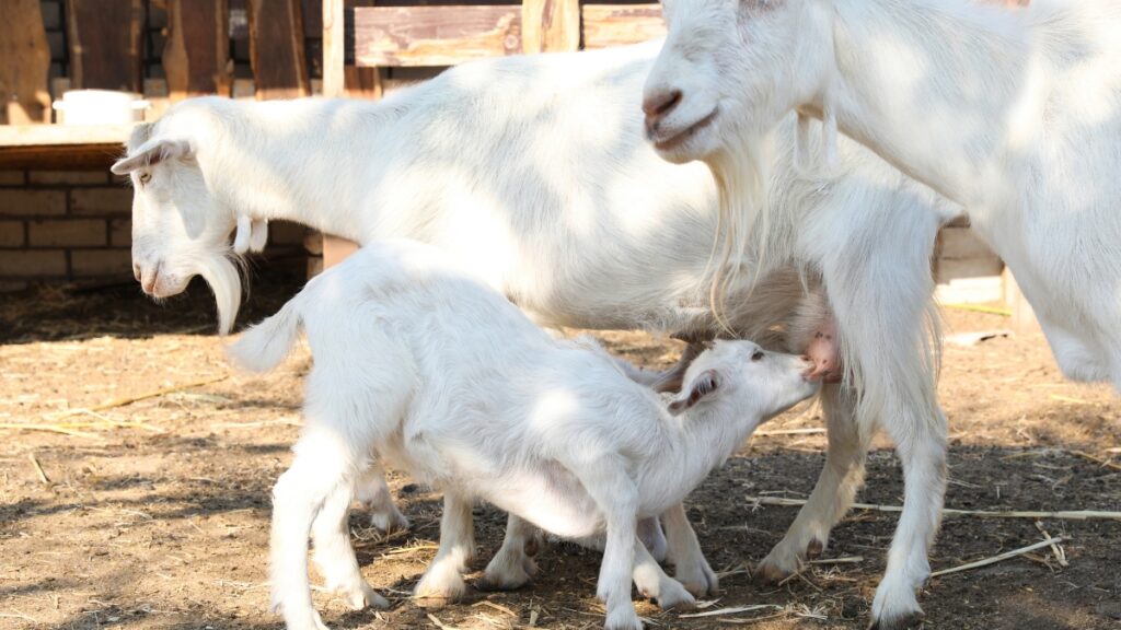 Milk Producing Goat Breeds