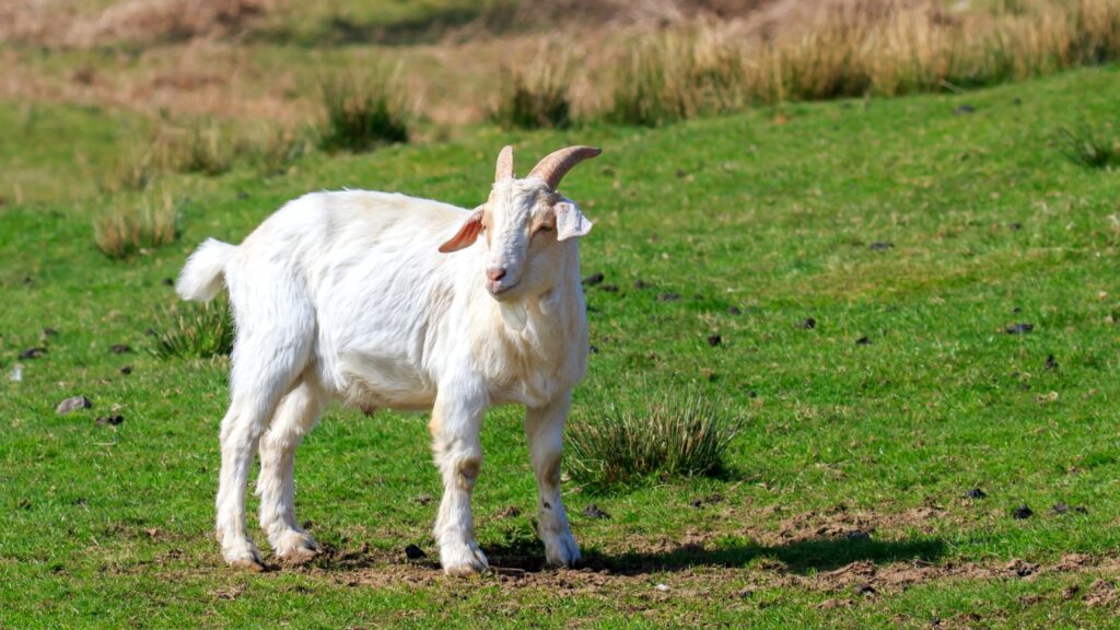 Savanna Goat standing